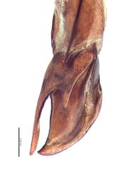   Hybosorus roei  male genitalia, lateral view of left side; photo by E.L. Engasser 