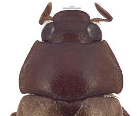   Lepidiota carolinensisnbsp; male head, dorsal view; photo by J Buck Dunlap 