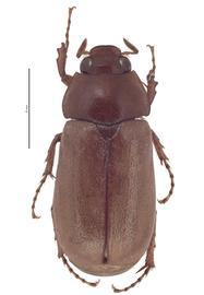   Lepidiota carolinensisnbsp; male dorsal view; photo by J Buck Dunlap 