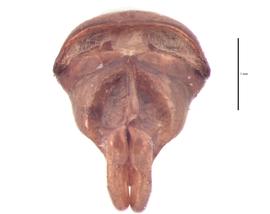   Lepidiota carolinensisnbsp; male genitalia, caudal view; photo by J Buck Dunlap 