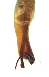   Maladera castanea  male genitalia, dorsal view; photo by E.L. Engasser 