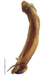   Maladera castanea  male genitalia, lateral view of left side; photo by E.L. Engasser 