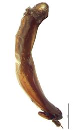   Maladera castanea  male genitalia, lateral view of right side; photo by E.L. Engasser 