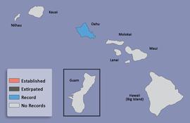  distribution map for  Maladera castanea    