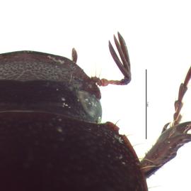   Maladera japonica  female antenna; photo by E.L. Engasser 