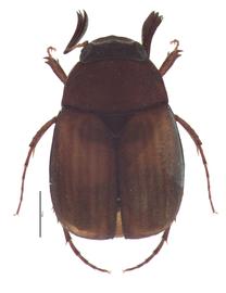   Microserica guamensis  male; photo by E.L. Engasser 