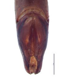   Neosisyphus spinipes  male genitalia, caudal view; photo by E.L. Engasser 