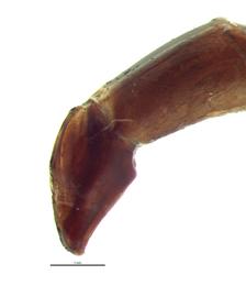   Neosisyphus spinipes  male genitalia, lateral view; photo by E.L. Engasser 