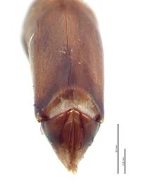   Oniticellus cinctus  male genitalia, caudal view; photo by E.L. Engasser 