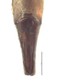   Onitis vanderkelleni  male genitalia, dorsal view; photo by E.L. Engasser 