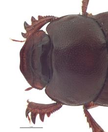   Onthophagus armatus  female; photo by E.L. Engasser 