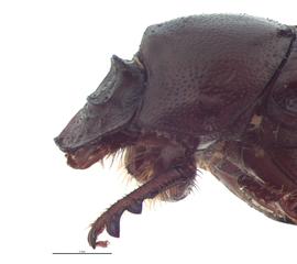   Onthophagus armatus  female; photo by E.L. Engasser 