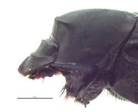   Onthophagus binodis  female; photo by E.L. Engasser 