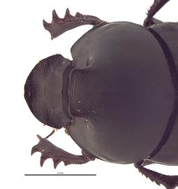   Onthophagus binodis  male; photo by E.L. Engasser 