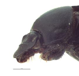   Onthophagus comperei  female; photo by E.L. Engasser 