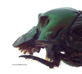   Onthophagus cuniculus  female; photo by E.L. Engasser 