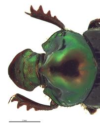   Onthophagus cuniculus  male; photo by E.L. Engasser 