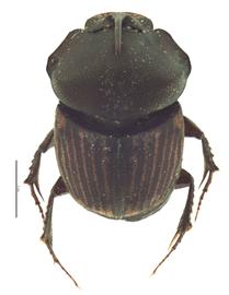   Onthophagus foliaceus  male; photo by E.L. Engasser 