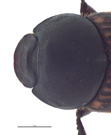   Onthophagus foliaceus  female; photo by E.L. Engasser 