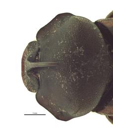   Onthophagus foliaceus  male; photo by E.L. Engasser 