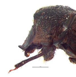   Onthophagus granulatus  male; photo by E.L. Engasser 