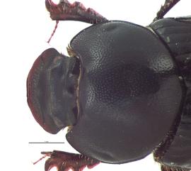   Onthophagus incensus  female; photo by E.L. Engasser 