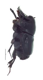   Onthophagus incensus  male; photo by E.L. Engasser 