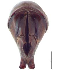   Onthophagus laminatus  male genitalia, caudal view; photo by E.L. Engasser 