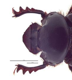   Onthophagus laminatus  minor male; photo by E.L. Engasser 