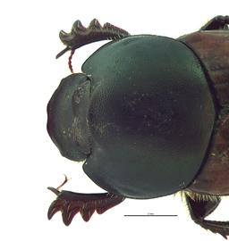   Onthophagus nigriventris  female; photo by E.L. Engasser 