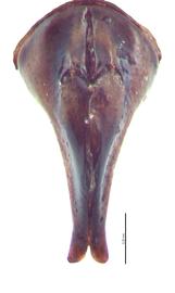   Onthophagus nigriventris  male genitalia, caudal view; photo by E.L. Engasser 