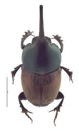   Onthophagus nigriventris  male; photo by E.L. Engasser 