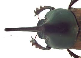   Onthophagus nigriventris  male; photo by E.L. Engasser 