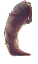   Onthophagus nigriventris  male genitalia, lateral view; photo by E.L. Engasser 