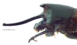   Onthophagus nigriventris  male; photo by E.L. Engasser 