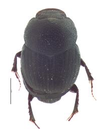   Onthophagus oklahomensis  male; photo by E.L. Engasser 