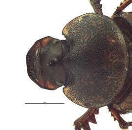   Onthophagus sagittarius  female; photo by E.L. Engasser 