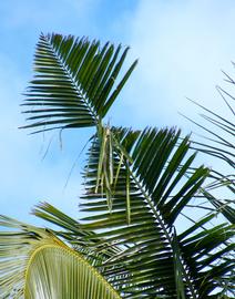   Oryctes rhinoceros  characteristic damage to palm trees; photo by M.L. Jameson 