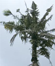   Oryctes rhinoceros  characteristic damage to palm trees; photo by M.L. Jameson 