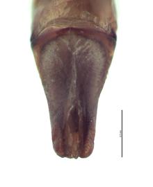   Phanaeus daphnis  male genitalia, caudal view; photo by E.L. Engasser 