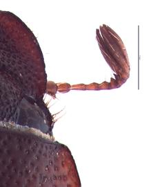   Phyllophaga ephilida  female antenna; photo by E.L. Engasser 