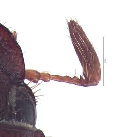   Phyllophaga ephilida  male antenna; photo by E.L. Engasser 