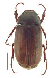   Phyllophaga ephilida  male; photo by E.L. Engasser 