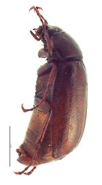   Phyllophaga ephilida  male; photo by E.L. Engasser 