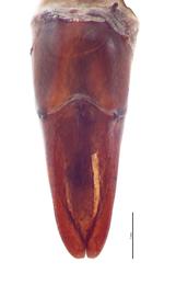   Popillia japonica  male genitalia, dorsal view; photo by E.L. Engasser 