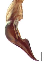   Popillia japonica  male genitalia, lateral view; photo by E.L. Engasser 