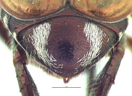   Popillia lewisi  male pygidium, caudal view; photo by E.L. Engasser 