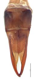   Popillia lewisi  male genitalia, dorsal view; photo by E.L. Engasser 