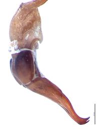   Popillia lewisi  male genitalia, lateral view; photo by E.L. Engasser 