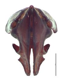   Tomarus subtropicus  male genitalia, caudal view; photo by E.L. Engasser 